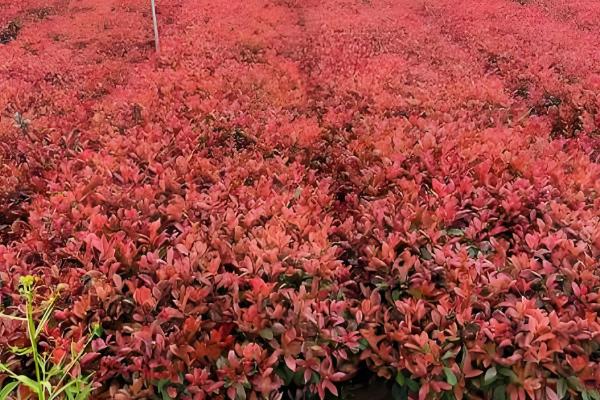 红叶石楠的形态特征,高4-6m