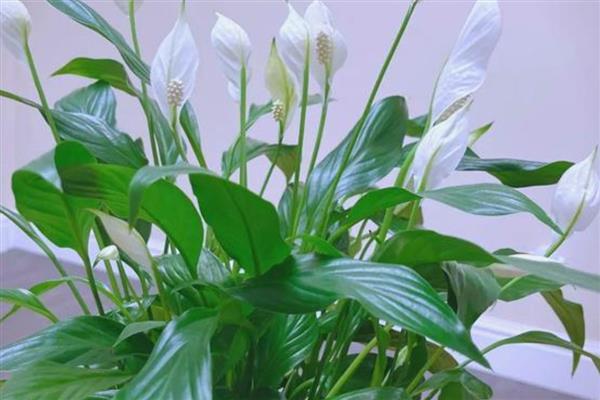 一帆风顺花有没有毒,受伤时会流出含有毒素的液体