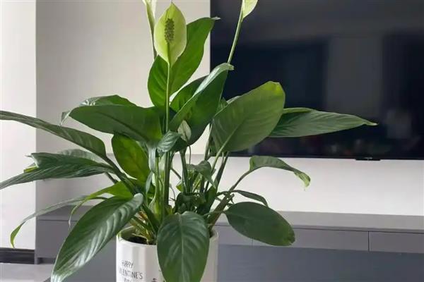 一帆风顺花有没有毒,受伤时会流出含有毒素的液体