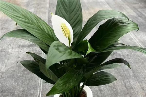 一帆风顺花有没有毒,受伤时会流出含有毒素的液体