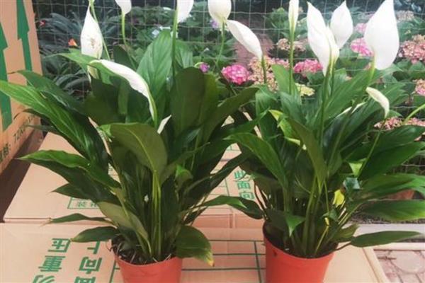 一帆风顺花有没有毒,受伤时会流出含有毒素的液体