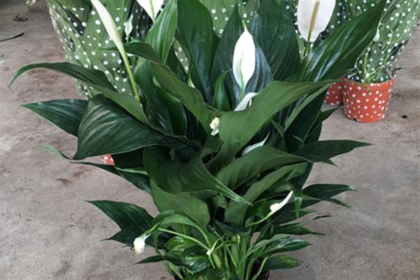 一帆风顺花有没有毒,受伤时会流出含有毒素的液体