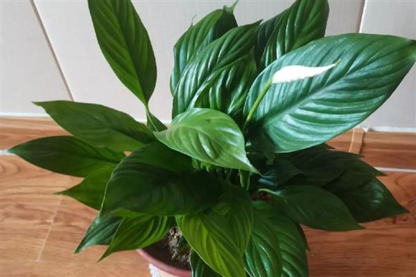 一帆风顺花有没有毒,受伤时会流出含有毒素的液体