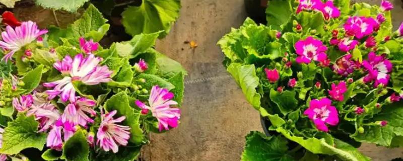 瓜叶菊有什么花语,白色瓜叶菊代表纯洁