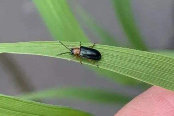 水稻钻心虫怎么防治,喷施氰戊菊酯等药物