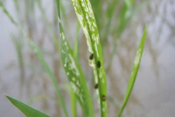水稻钻心虫怎么防治,喷施氰戊菊酯等药物