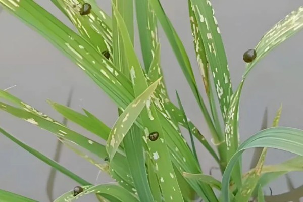 水稻钻心虫怎么防治,喷施氰戊菊酯等药物
