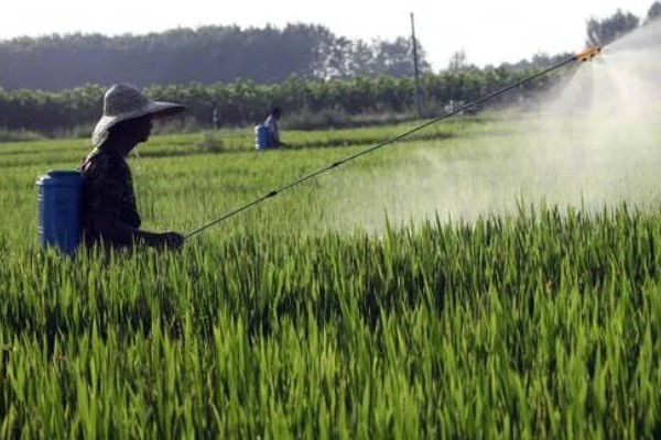 水稻钻心虫怎么防治,喷施氰戊菊酯等药物