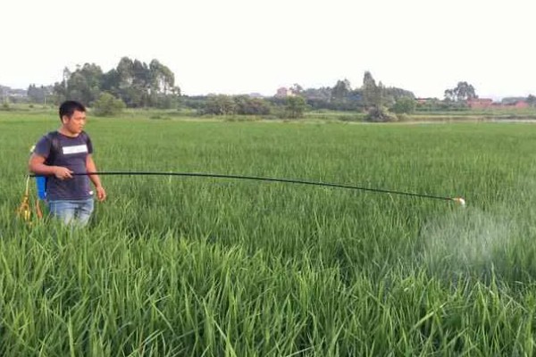 水稻钻心虫怎么防治,喷施氰戊菊酯等药物