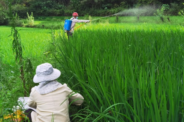 水稻钻心虫怎么防治,喷施氰戊菊酯等药物