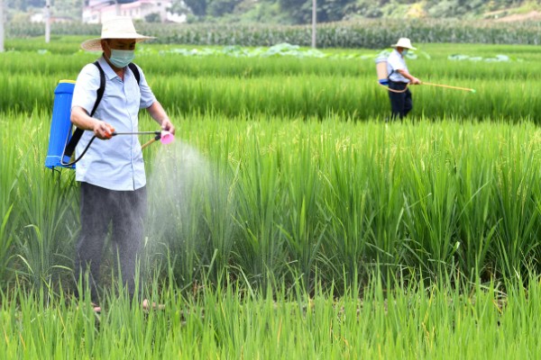 水稻钻心虫怎么防治,喷施氰戊菊酯等药物