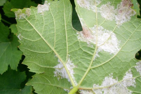 葡萄霜霉病怎么防治,做好清园工作可减少病源