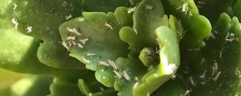 长寿花长白色的虫子怎么处理,先确定种类