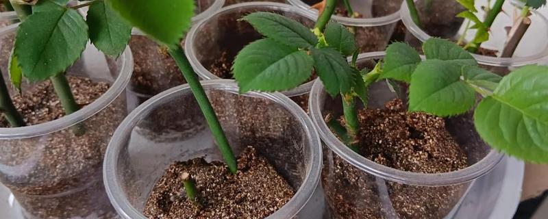 月季直接土插能不能生根，非常难生根