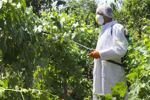 葡萄霜霉病怎么防治,做好清园工作可减少病源