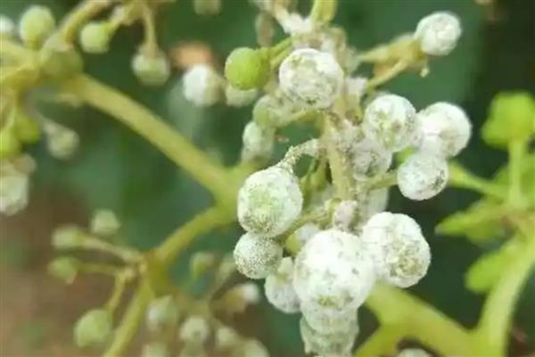 葡萄霜霉病怎么防治,做好清园工作可减少病源