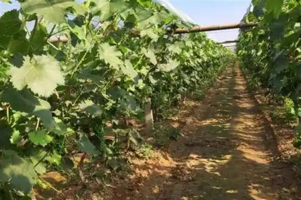 葡萄霜霉病怎么防治,做好清园工作可减少病源