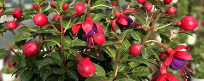 灯笼花怎么养殖,春秋季节每星期浇水2-3次