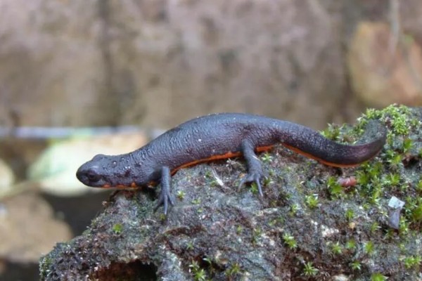 蝾螈是不是爬行动物，属于两栖纲并非爬行纲