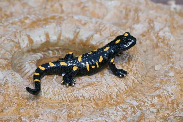 蝾螈是不是爬行动物，属于两栖纲并非爬行纲