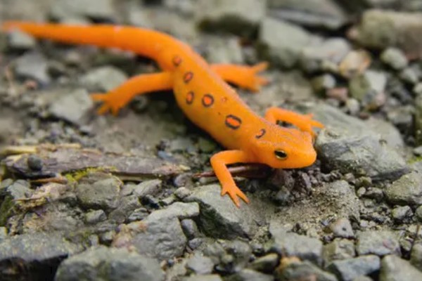 蝾螈是不是爬行动物，属于两栖纲并非爬行纲