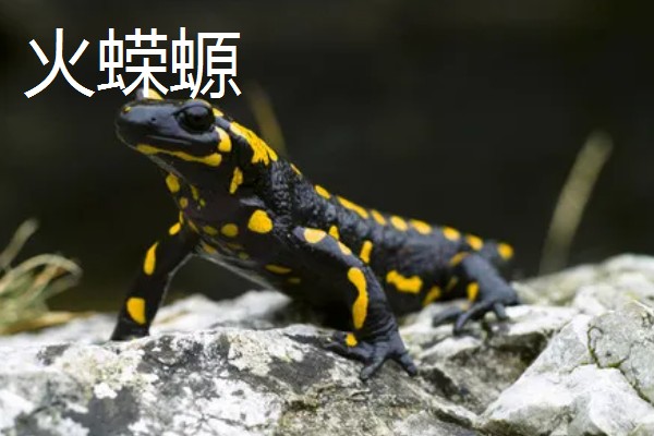 蝾螈是不是爬行动物，属于两栖纲并非爬行纲