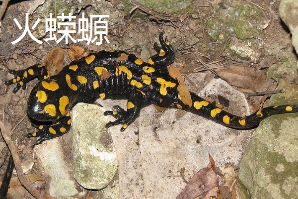 蝾螈是不是爬行动物，属于两栖纲并非爬行纲