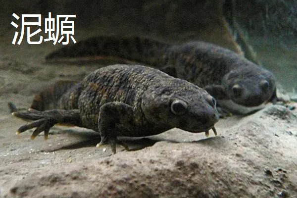 蝾螈是不是爬行动物，属于两栖纲并非爬行纲