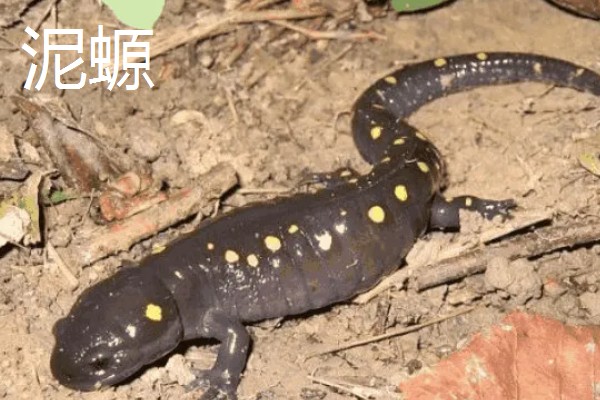 蝾螈是不是爬行动物，属于两栖纲并非爬行纲