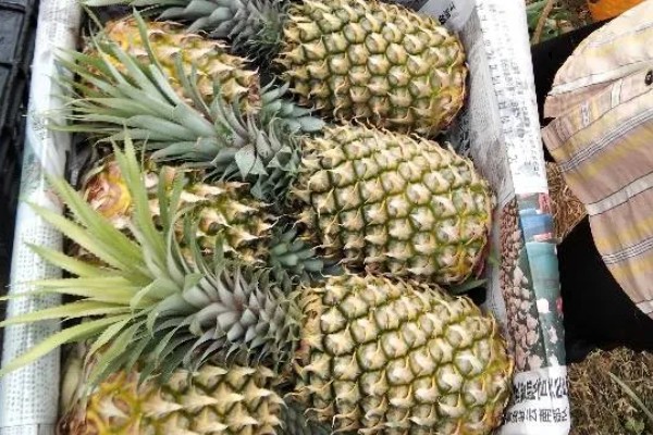 哪种菠萝又甜又好吃,牛奶菠萝、金钻菠萝等品种都有不错的口感