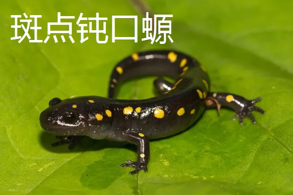 蝾螈是不是爬行动物，属于两栖纲并非爬行纲