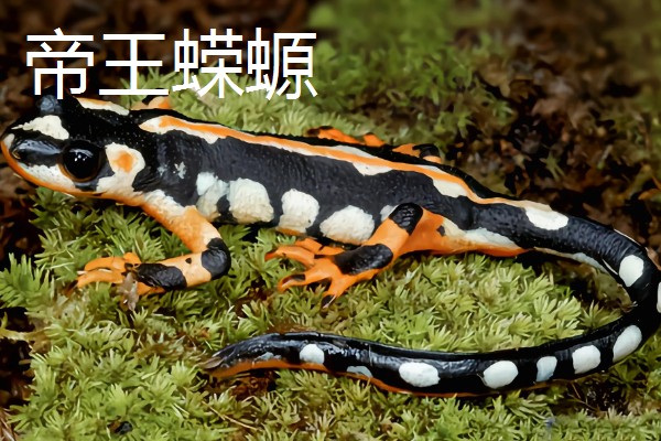 蝾螈是不是爬行动物，属于两栖纲并非爬行纲