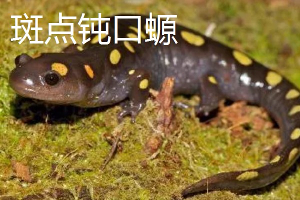 蝾螈是不是爬行动物，属于两栖纲并非爬行纲