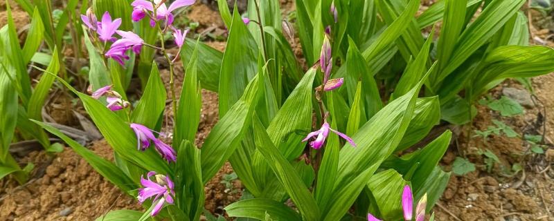 白芨的种类，常见的有紫花白芨、巨茎白芨等