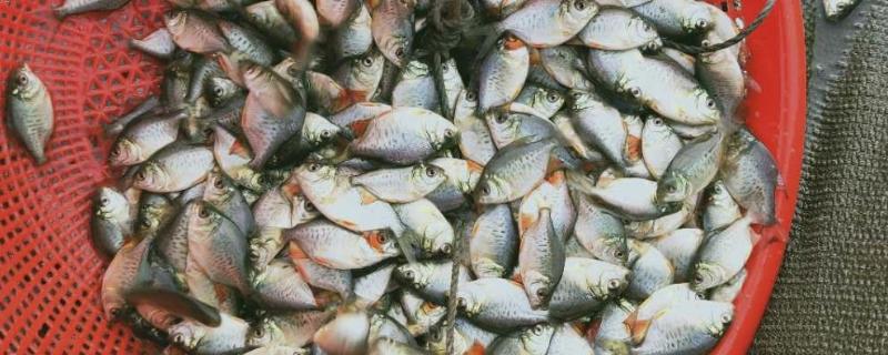 怎么养殖淡水白鲳鱼，每天要投喂2次