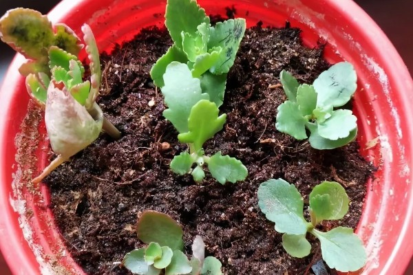 长寿花夏季能不能扦插,扦插后要养在通风明亮处