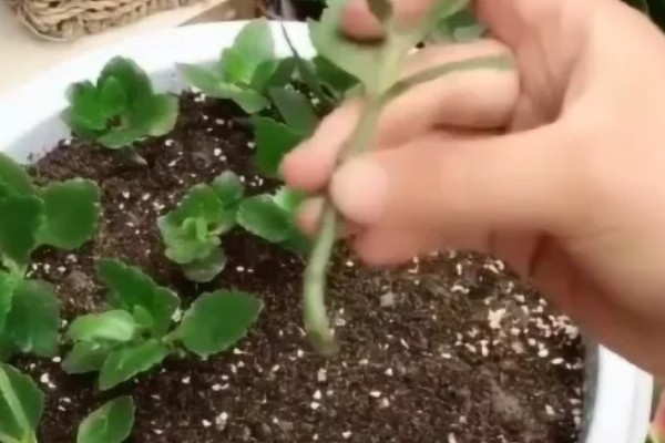 长寿花夏季能不能扦插,扦插后要养在通风明亮处