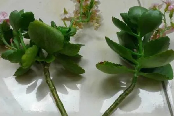 长寿花夏季能不能扦插,扦插后要养在通风明亮处