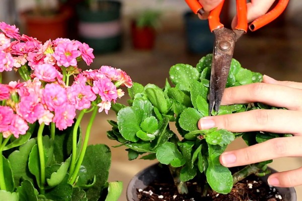 长寿花夏季能不能扦插,扦插后要养在通风明亮处