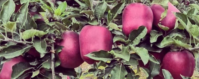 甘肃有什么好吃的苹果，花牛苹果、庆阳苹果等品种口感好