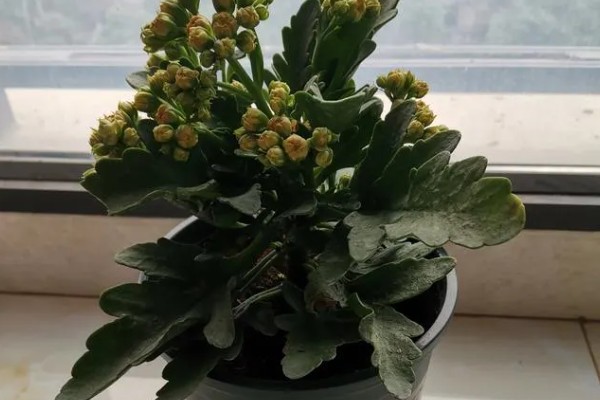 长寿花夏季能不能扦插,扦插后要养在通风明亮处