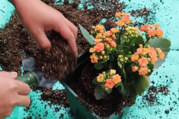 长寿花夏季能不能扦插,扦插后要养在通风明亮处