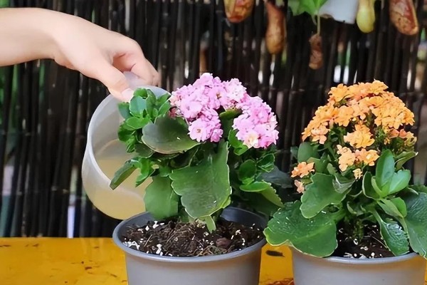 长寿花夏季能不能扦插,扦插后要养在通风明亮处