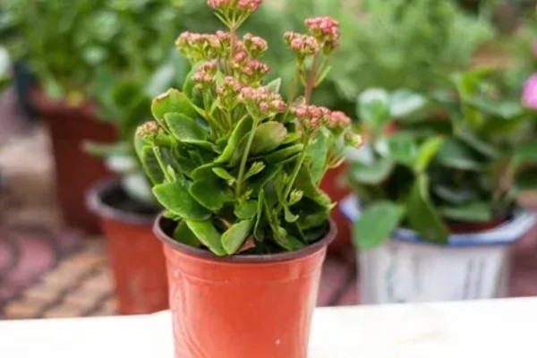 长寿花夏季能不能扦插,扦插后要养在通风明亮处