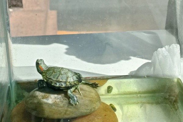 小乌龟能不能晒太阳,晒背具有预防疾病等好处