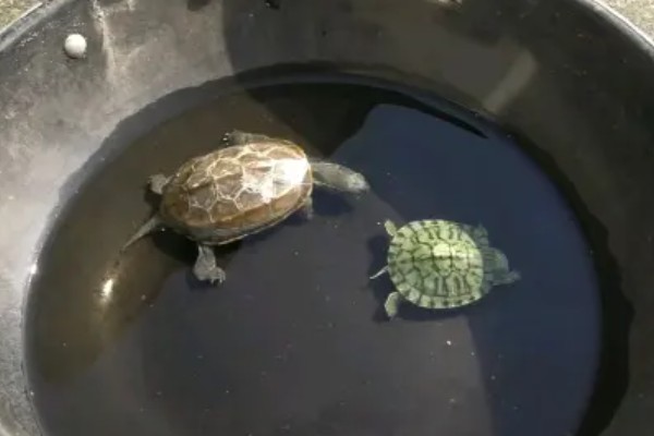 小乌龟能不能晒太阳,晒背具有预防疾病等好处