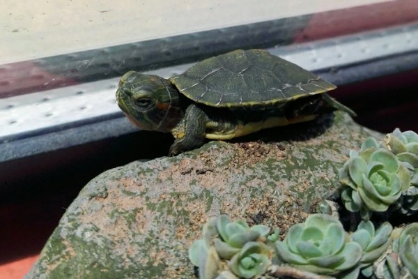 小乌龟能不能晒太阳,晒背具有预防疾病等好处