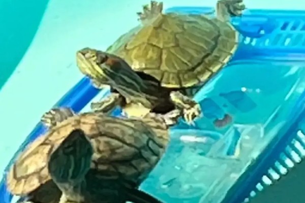 小乌龟能不能晒太阳,晒背具有预防疾病等好处