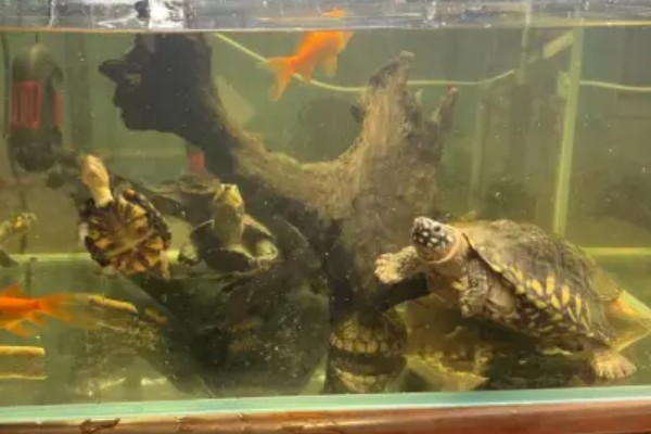 小乌龟能不能晒太阳,晒背具有预防疾病等好处