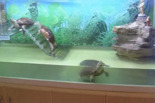 小乌龟能不能晒太阳,晒背具有预防疾病等好处